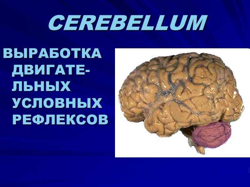 CEREBELLUM ВЫРАБОТКА ДВИГАТЕ-ЛЬНЫХ УСЛОВНЫХ РЕФЛЕКСОВ